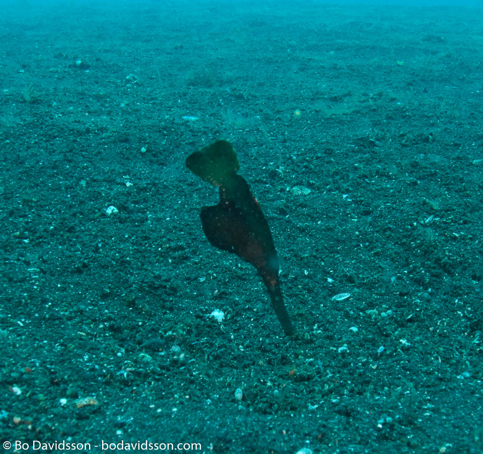 BD-090926-Lembeh-9264055-Solenostomus-cyanopterus.-Bleeker.-1854-[Ghost-pipefish].jpg